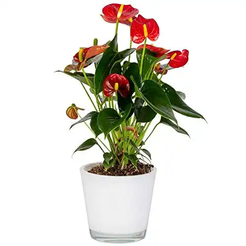 Flamingoblume Pflanzen Kölle rot, Topf-Ø 12 cm, Höhe ca. 35 cm