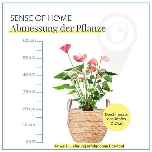 Flamingoblume Sense of Home, Anthurium Pink, ca. 55-65 cm