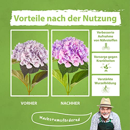 Hortensiendünger Flora Boost Hortensien Dünger flüssig, 1000 ml