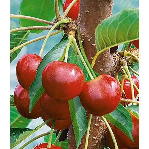 Kirschbaum BALDUR Garten Säulen-Süßkirschen ‘Helena®’