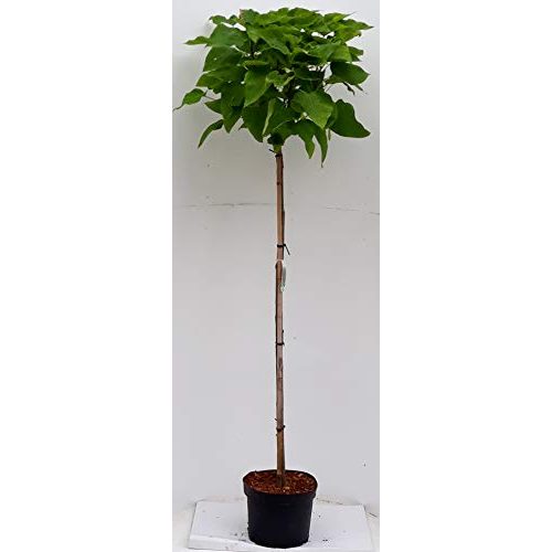 Kugelbaum Pflanzen Böring Kugel-Trompetenbaum, 180-190 cm