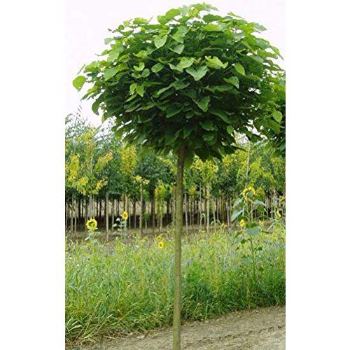 Die beste kugelbaum pflanzen boering kugel trompetenbaum 180 190 cm Bestsleller kaufen