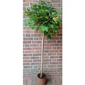 Kugelbaum