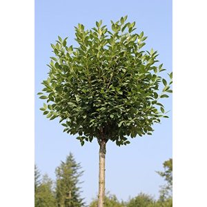 Kugelbaum Pflanzen Böring Kugelkirsche, Höhe: 180-190 cm
