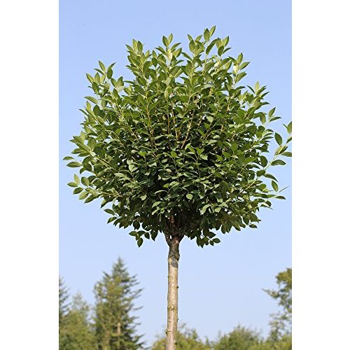 Die beste kugelbaum pflanzen boering kugelkirsche hoehe 180 190 cm Bestsleller kaufen