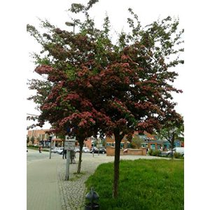 Kugelbaum Pflanzen Böring Rotdorn-Stämmchen, 180-190 cm