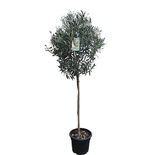 Die beste kugelbaum tropictrees hochstaemmiger olivenbaum 160cm hoch Bestsleller kaufen