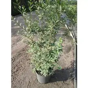 Liguster Baumschule Pflanzenvielfalt Ligustrum vulgare Atrovirens