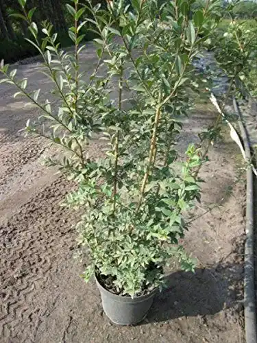 Liguster Baumschule Pflanzenvielfalt Ligustrum vulgare Atrovirens