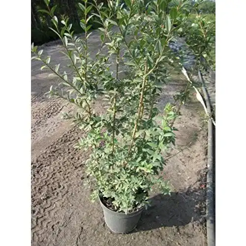 Liguster Baumschule Pflanzenvielfalt Ligustrum vulgare Atrovirens