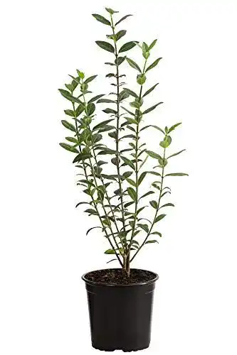 Liguster Dehner , für 1 Meter Hecke, ca. 50-60 cm, 5 x 2 l Topf