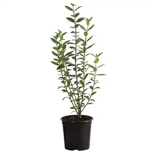 Liguster Dehner , für 1 Meter Hecke, ca. 50-60 cm, 5 x 2 l Topf