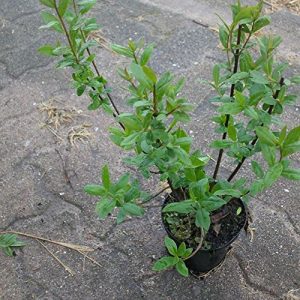 Liguster Pflanzen-Discounter24.de 10 Stk. ‘Atrovirens’
