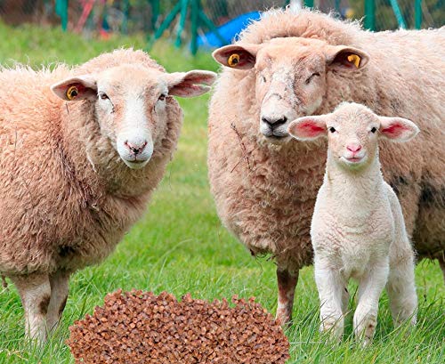 Die beste schafwollduenger samen gernand duenge pellets 1 kg Bestsleller kaufen