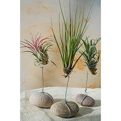 Tillandsien Bloomique Luftpflanzen ‘Tillandsia’ Set mit 10 Stück