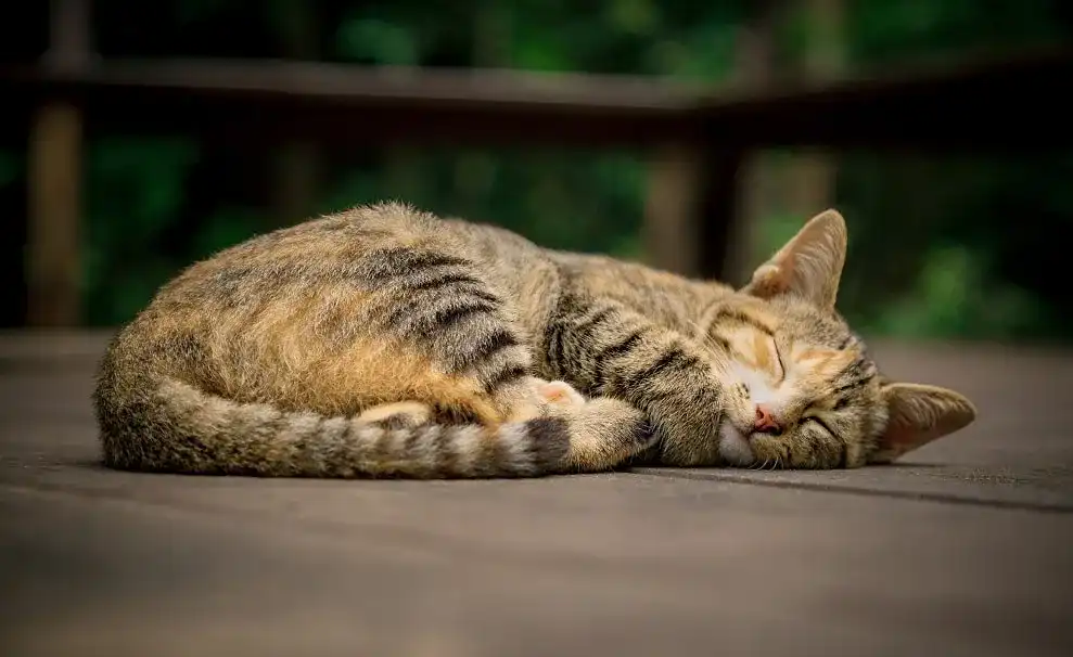 Katzenklappe Katzenklappe