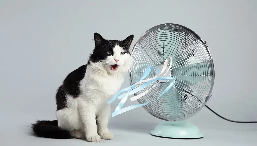 Tischventilator