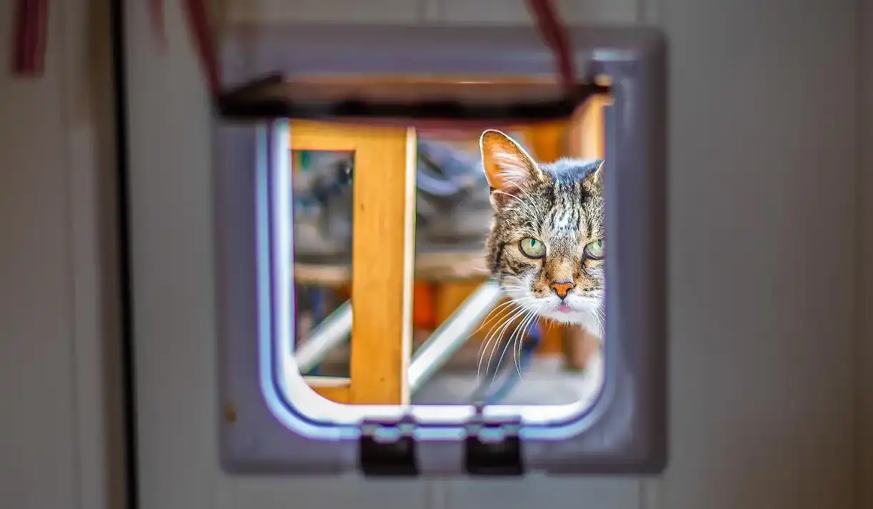 Katzenklappe Katzenklappe