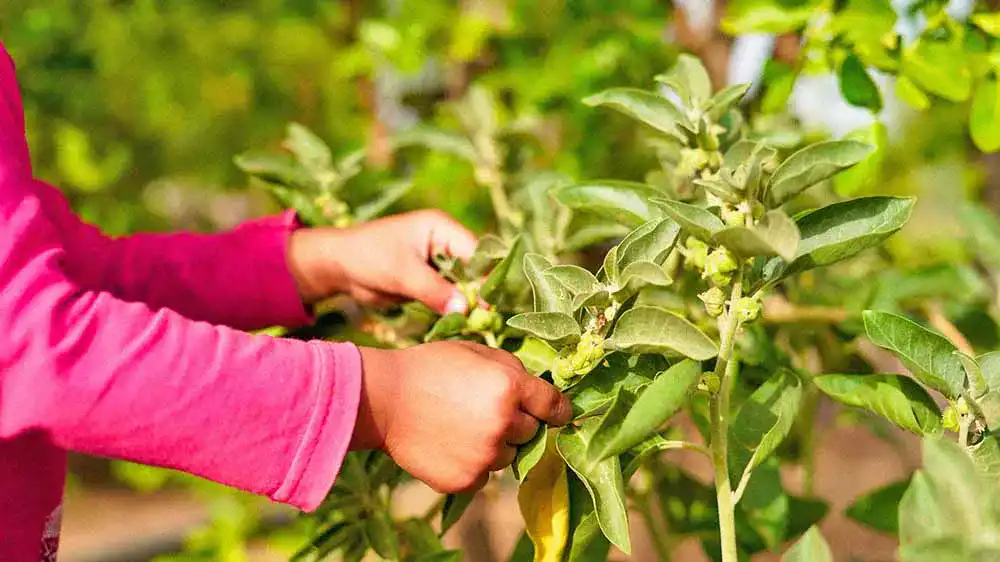 Ashwagandha