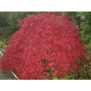 Ahorn-Pflanze Baumschule Pflanzenvielfalt Ahorn palmatum Garnet