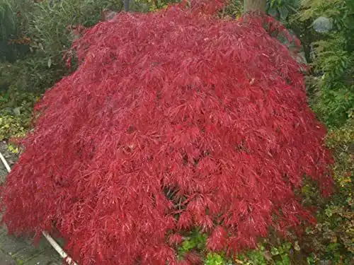 Ahorn-Pflanze Baumschule Pflanzenvielfalt Ahorn palmatum Garnet