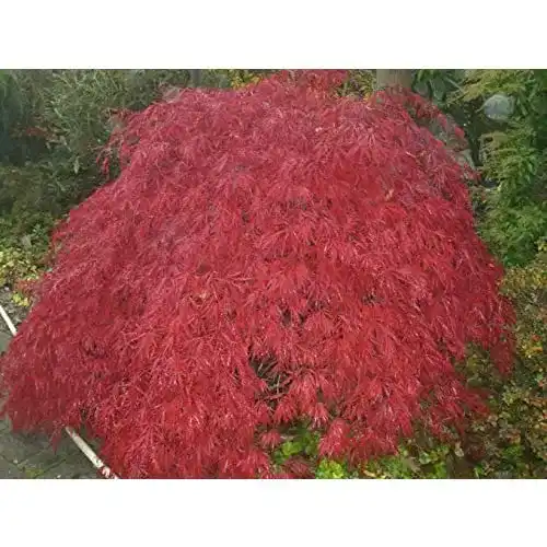 Ahorn-Pflanze Baumschule Pflanzenvielfalt Ahorn palmatum Garnet