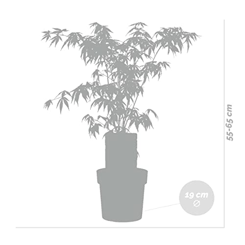Ahorn-Pflanze Bloomique Japanischer Ahorn, Gärtnertopf 19 cm