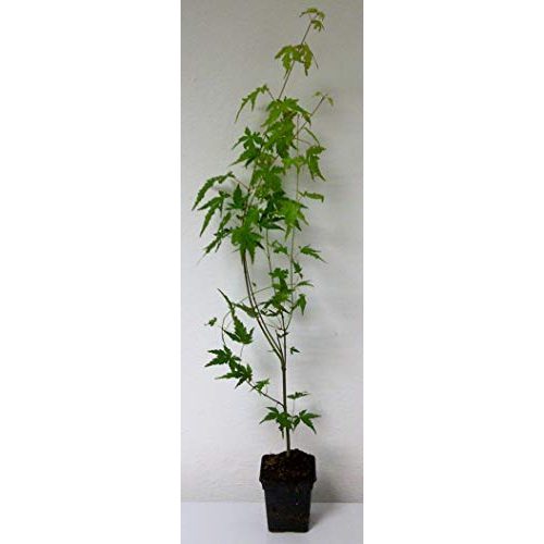 Ahorn-Pflanze Green Future Pflanzenhandel Fächer-Ahorn