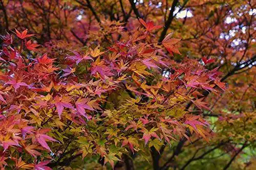 Ahorn-Pflanze Green Future Pflanzenhandel Fächer-Ahorn