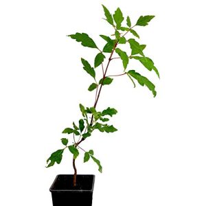 Ahorn-Pflanze Seedeo ® Zimtahorn, ca. 15cm – 20 cm