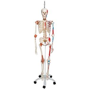 Anatomie Skelett 3B Scientific, Sam mit Muskeldarstellung