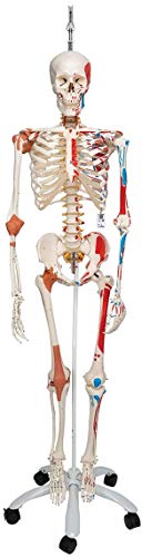 Die beste anatomie skelett 3b scientific sam mit muskeldarstellung Bestsleller kaufen
