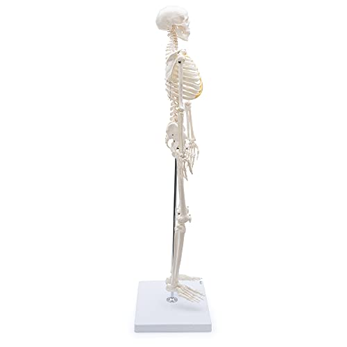 Anatomie Skelett Cranstein Scientific Cranstein A-117 Mini-Skelett