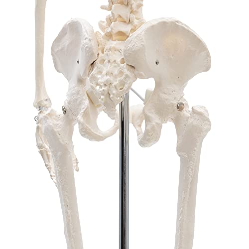 Anatomie Skelett Cranstein Scientific Cranstein A-117 Mini-Skelett