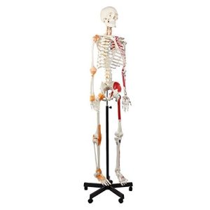 Anatomie Skelett Cranstein Scientific Cranstein A-125 Skelett