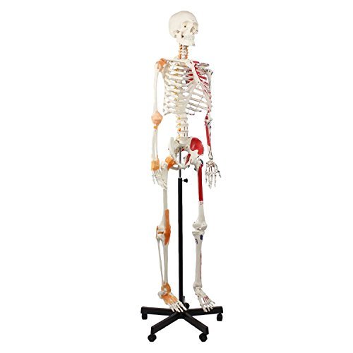 Anatomie Skelett Cranstein Scientific Cranstein A-125 Skelett