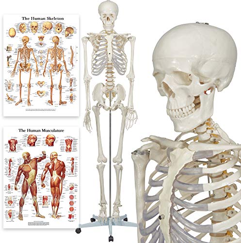 Die beste anatomie skelett elementary buddy the budget skeleton Bestsleller kaufen
