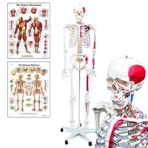 Anatomie Skelett Elementary Mike, das Budget-Muskelskelett