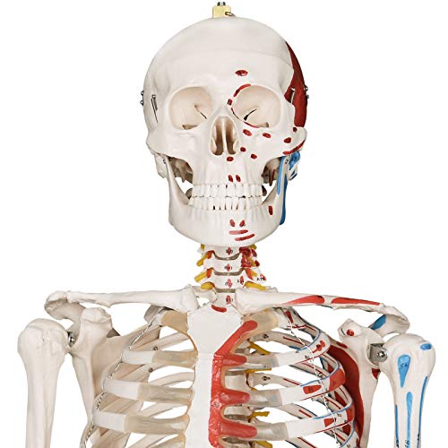 Anatomie Skelett Jago ® Menschlich, 181.5 cm