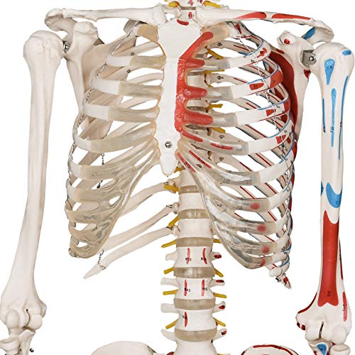 Anatomie Skelett Jago ® Menschlich, 181.5 cm