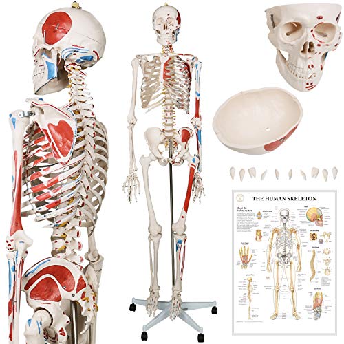 Die beste anatomie skelett jago menschlich 181 5 cm Bestsleller kaufen
