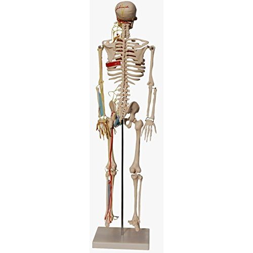 Anatomie Skelett MedMod, mit Nerven und Arterien, 87 cm