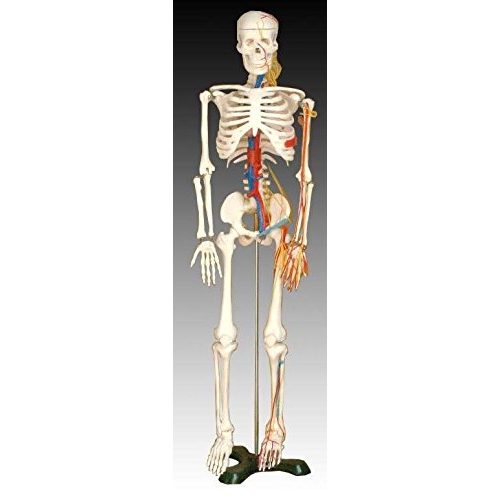 Anatomie Skelett MedMod, mit Nerven und Arterien, 87 cm