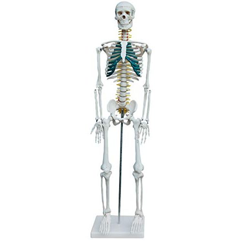 Die beste anatomie skelett medmod mit nerven und arterien 87 cm Bestsleller kaufen