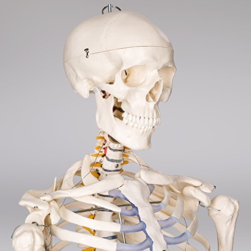 Anatomie Skelett TecTake 400502 lebensgroß inklusive Ständer