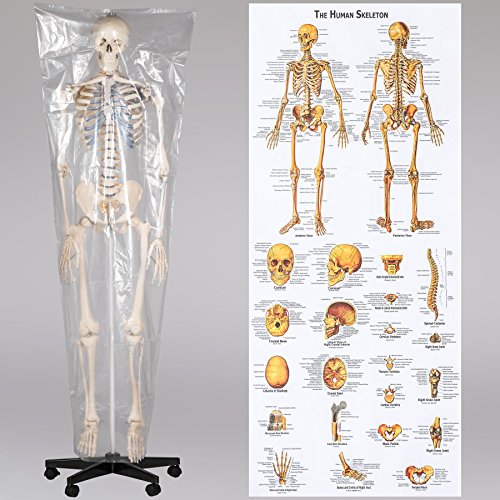 Anatomie Skelett TecTake 400502 lebensgroß inklusive Ständer