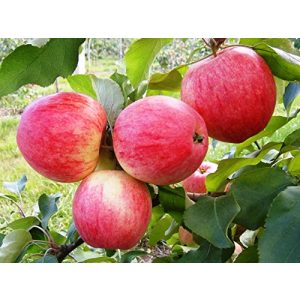 Apfelbaum gimolost Grushovka Sommer Apfel, früh Grushovka