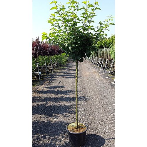 Apfelbaum Pflanzen Für Dich ‘Golden Delicious’ 150-200cm
