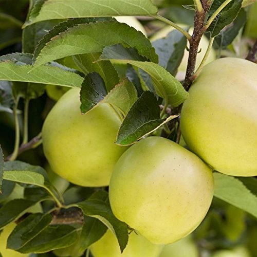 Apfelbaum Pflanzen Für Dich ‘Golden Delicious’ 150-200cm