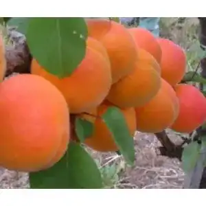 Aprikosenbaum